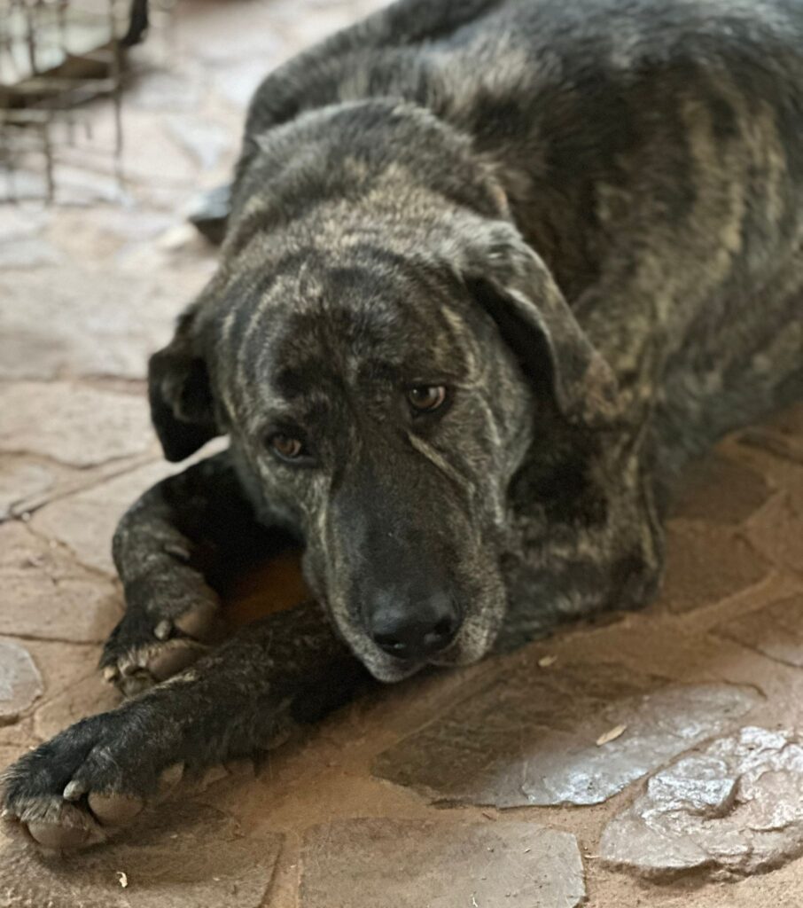 BACO (Rafeiro do Alentejo)